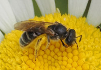 Lasioglossum-sp